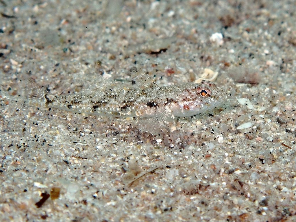 Deltentosteus quadrimaculatus (Valenciennes, 1837)